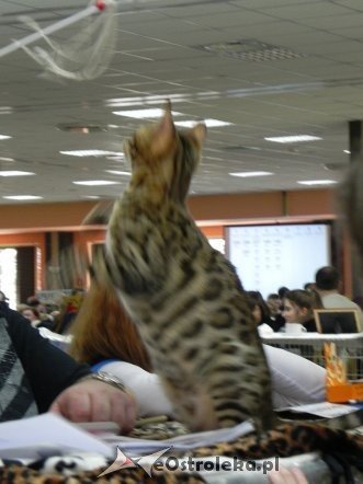 Wystawa kotów [10.02.2013] - zdjęcie #27 - eOstroleka.pl