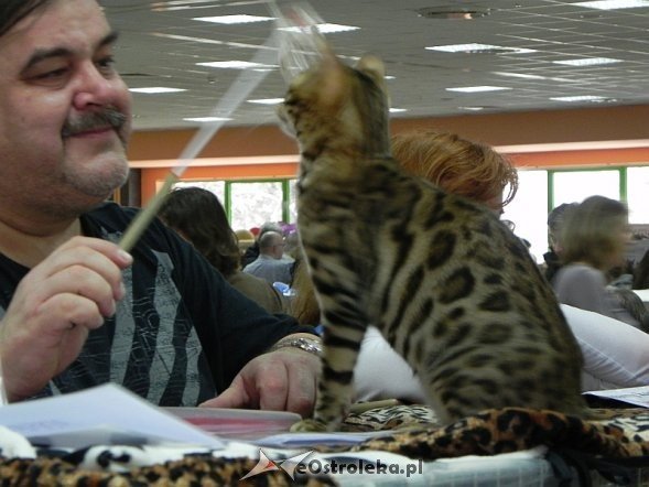 Wystawa kotów [10.02.2013] - zdjęcie #26 - eOstroleka.pl