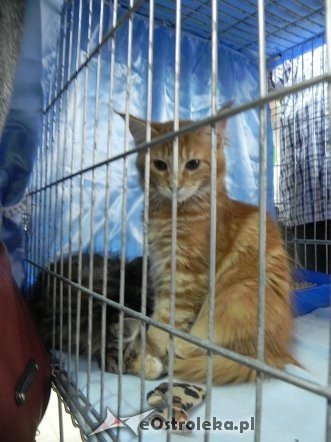 Wystawa kotów [10.02.2013] - zdjęcie #25 - eOstroleka.pl