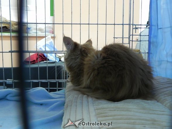 Wystawa kotów [10.02.2013] - zdjęcie #24 - eOstroleka.pl
