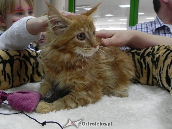 Wystawa kotów [10.02.2013] - zdjęcie #23 - eOstroleka.pl