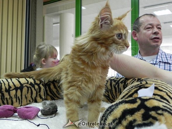 Wystawa kotów [10.02.2013] - zdjęcie #22 - eOstroleka.pl