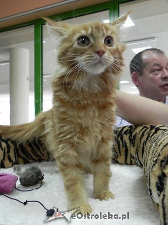 Wystawa kotów [10.02.2013] - zdjęcie #21 - eOstroleka.pl