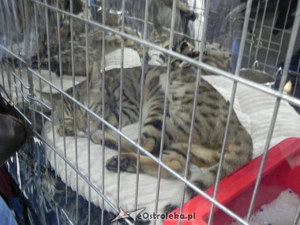 Wystawa kotów [10.02.2013] - zdjęcie #20 - eOstroleka.pl