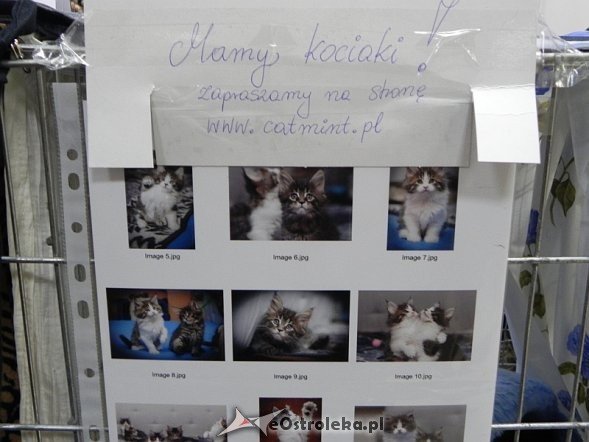 Wystawa kotów [10.02.2013] - zdjęcie #19 - eOstroleka.pl