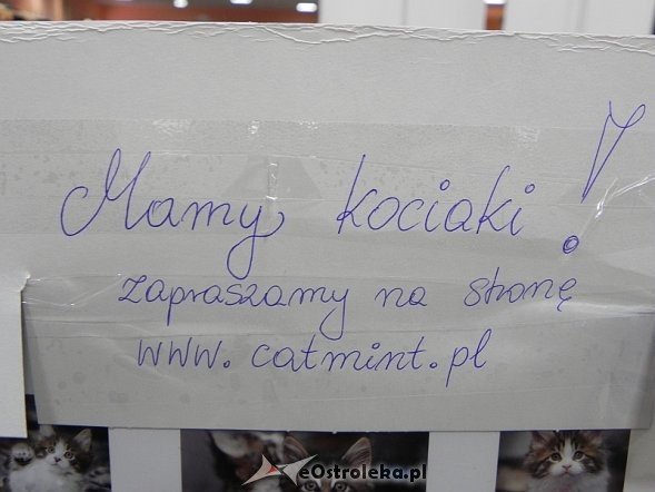 Wystawa kotów [10.02.2013] - zdjęcie #18 - eOstroleka.pl