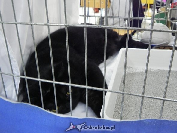 Wystawa kotów [10.02.2013] - zdjęcie #17 - eOstroleka.pl