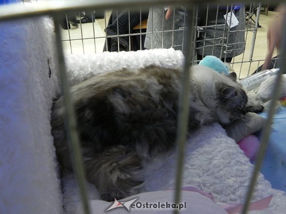 Wystawa kotów [10.02.2013] - zdjęcie #16 - eOstroleka.pl