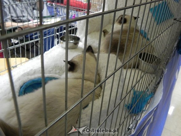 Wystawa kotów [10.02.2013] - zdjęcie #15 - eOstroleka.pl