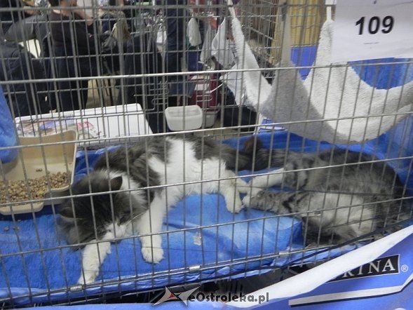 Wystawa kotów [10.02.2013] - zdjęcie #14 - eOstroleka.pl