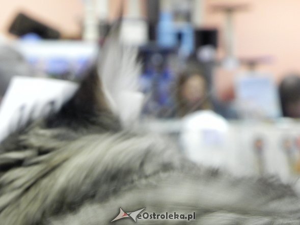 Wystawa kotów [10.02.2013] - zdjęcie #13 - eOstroleka.pl