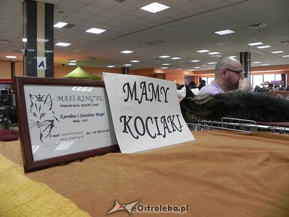 Wystawa kotów [10.02.2013] - zdjęcie #12 - eOstroleka.pl