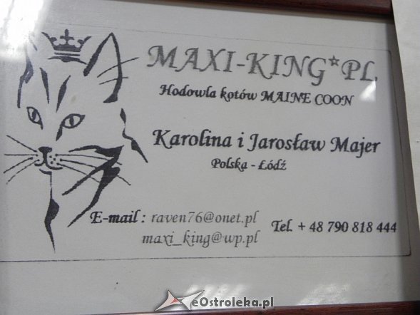 Wystawa kotów [10.02.2013] - zdjęcie #11 - eOstroleka.pl