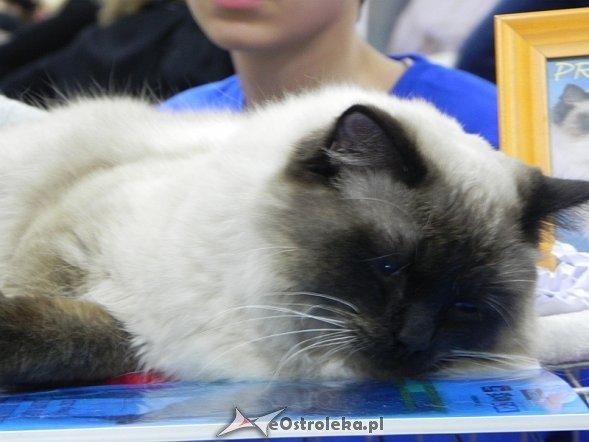Wystawa kotów [10.02.2013] - zdjęcie #10 - eOstroleka.pl
