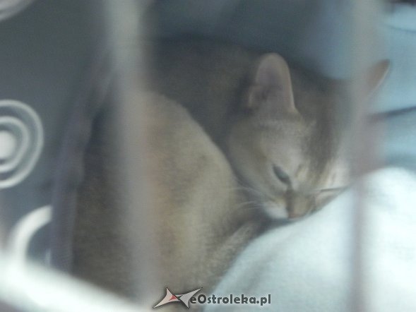 Wystawa kotów [10.02.2013] - zdjęcie #9 - eOstroleka.pl