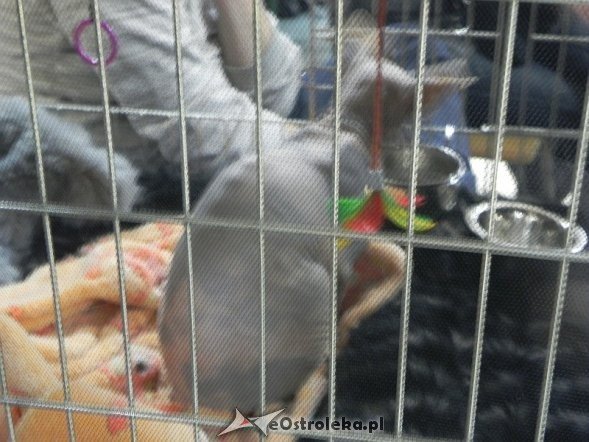 Wystawa kotów [10.02.2013] - zdjęcie #8 - eOstroleka.pl