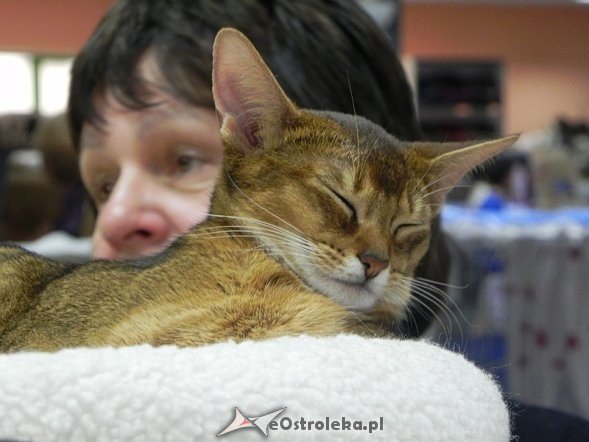 Wystawa kotów [10.02.2013] - zdjęcie #7 - eOstroleka.pl