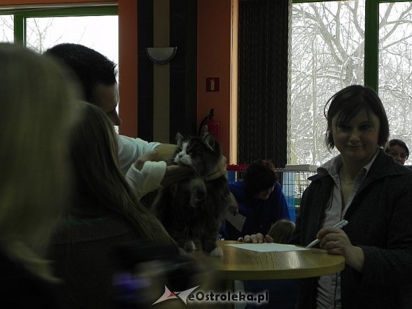 Wystawa kotów [10.02.2013] - zdjęcie #6 - eOstroleka.pl