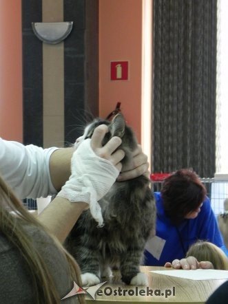 Wystawa kotów [10.02.2013] - zdjęcie #5 - eOstroleka.pl