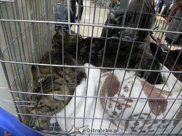 Wystawa kotów [10.02.2013] - zdjęcie #4 - eOstroleka.pl