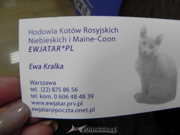 Wystawa kotów [10.02.2013] - zdjęcie #3 - eOstroleka.pl