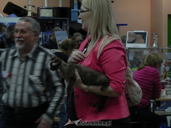 Wystawa kotów [10.02.2013] - zdjęcie #2 - eOstroleka.pl