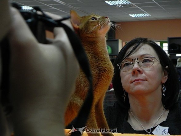 Wystawa kotów [10.02.2013] - zdjęcie #1 - eOstroleka.pl