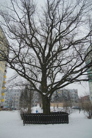 Pierwszy dzień wiosny w Ostrołęce [21 III 2013] - zdjęcie #54 - eOstroleka.pl