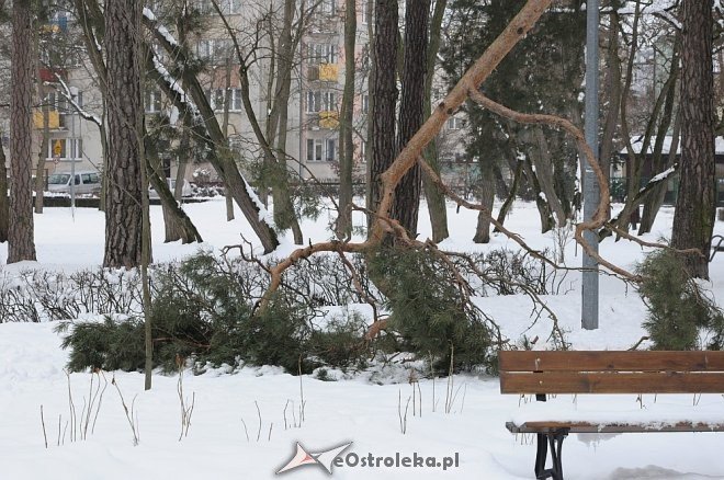 Połamane drzewa w parku miejskim [02.04.2013] - zdjęcie #5 - eOstroleka.pl