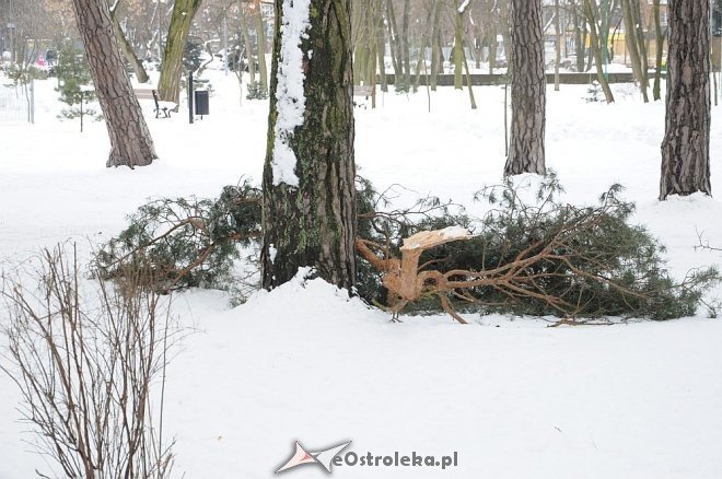 Połamane drzewa w parku miejskim [02.04.2013] - zdjęcie #5 - eOstroleka.pl