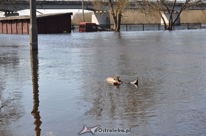 Woda w Narwi przekroczyła już 4 metry [22.04.2013] - zdjęcie #13 - eOstroleka.pl