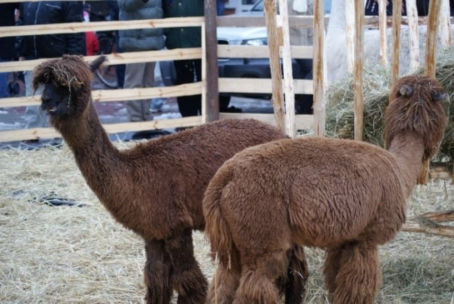 Wigilia Miejska (20.12.2008) - zdjęcie #48 - eOstroleka.pl