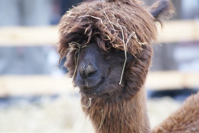 Wigilia Miejska (20.12.2008) - zdjęcie #47 - eOstroleka.pl