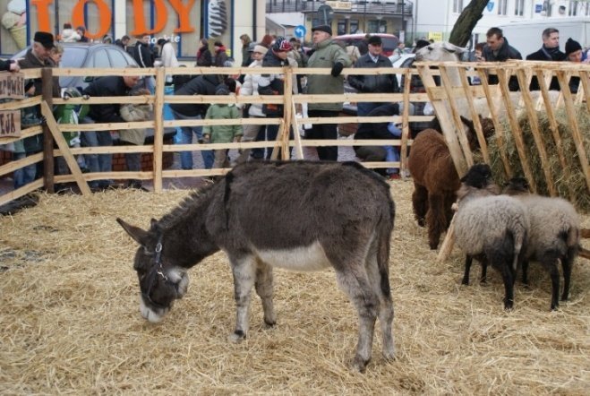 Wigilia Miejska (20.12.2008) - zdjęcie #21 - eOstroleka.pl