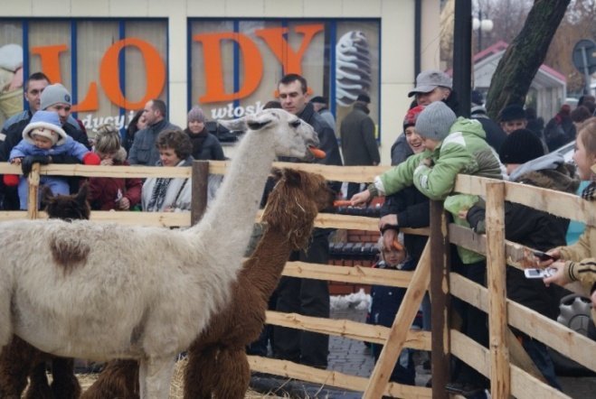 Wigilia Miejska (20.12.2008) - zdjęcie #17 - eOstroleka.pl