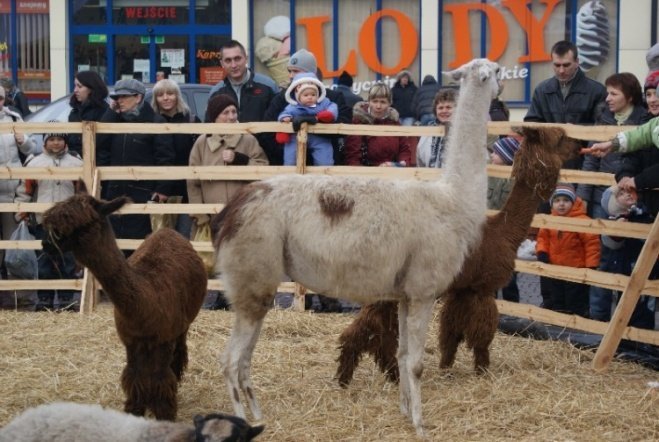 Wigilia Miejska (20.12.2008) - zdjęcie #31 - eOstroleka.pl