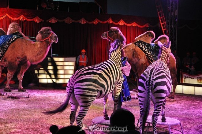 Cyrk Korona w Ostrołęce [24.04.2013] - zdjęcie #101 - eOstroleka.pl