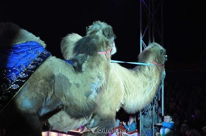Cyrk Korona w Ostrołęce [24.04.2013] - zdjęcie #100 - eOstroleka.pl