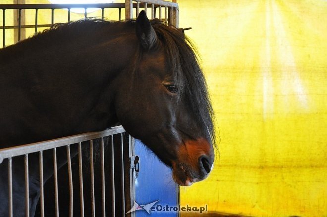 Cyrk Korona w Ostrołęce [24.04.2013] - zdjęcie #90 - eOstroleka.pl