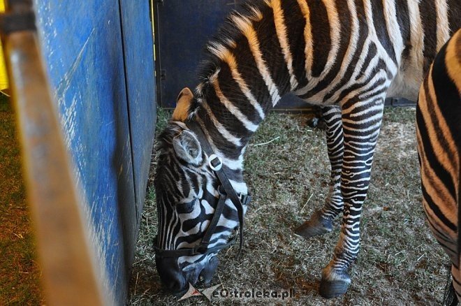 Cyrk Korona w Ostrołęce [24.04.2013] - zdjęcie #88 - eOstroleka.pl