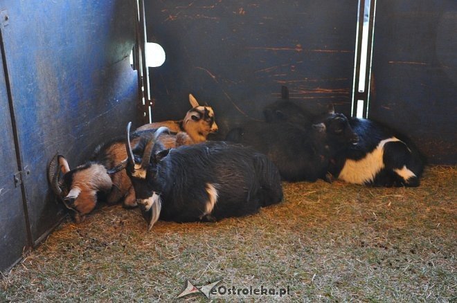 Cyrk Korona w Ostrołęce [24.04.2013] - zdjęcie #86 - eOstroleka.pl