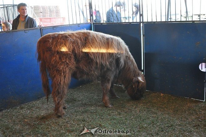 Cyrk Korona w Ostrołęce [24.04.2013] - zdjęcie #84 - eOstroleka.pl