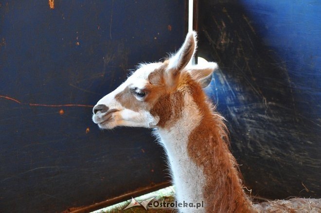 Cyrk Korona w Ostrołęce [24.04.2013] - zdjęcie #82 - eOstroleka.pl