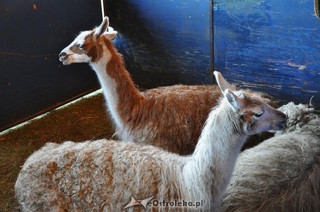 Cyrk Korona w Ostrołęce [24.04.2013] - zdjęcie #80 - eOstroleka.pl