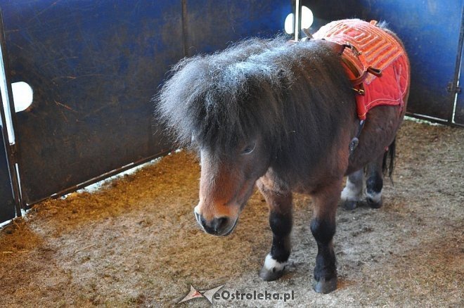 Cyrk Korona w Ostrołęce [24.04.2013] - zdjęcie #78 - eOstroleka.pl