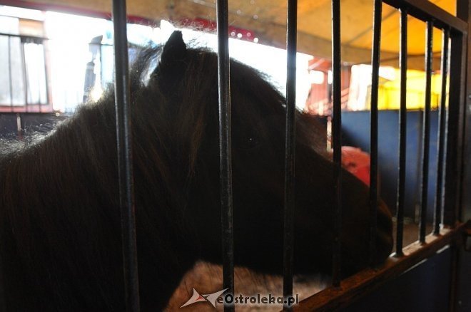 Cyrk Korona w Ostrołęce [24.04.2013] - zdjęcie #77 - eOstroleka.pl