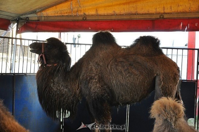 Cyrk Korona w Ostrołęce [24.04.2013] - zdjęcie #76 - eOstroleka.pl