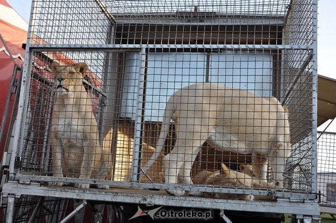 Cyrk Korona w Ostrołęce [24.04.2013] - zdjęcie #74 - eOstroleka.pl