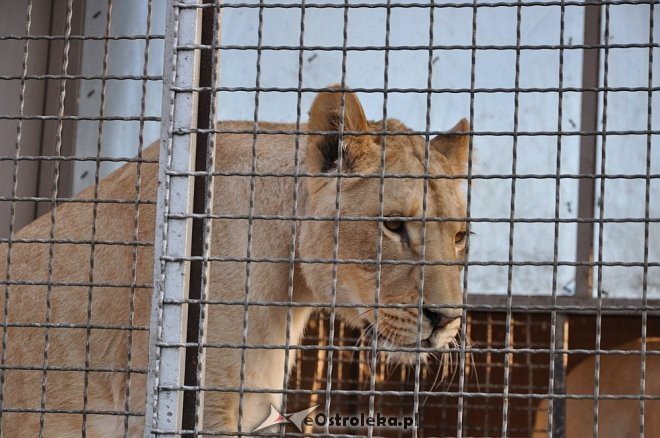 Cyrk Korona w Ostrołęce [24.04.2013] - zdjęcie #72 - eOstroleka.pl