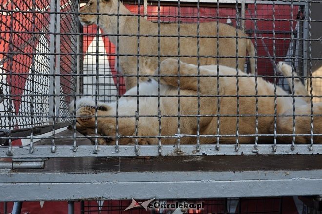 Cyrk Korona w Ostrołęce [24.04.2013] - zdjęcie #70 - eOstroleka.pl